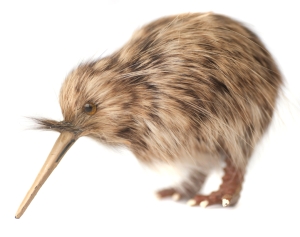 A Kiwi bird
