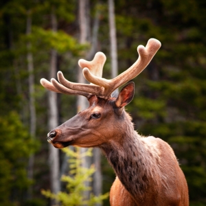 Brown moose against forest background