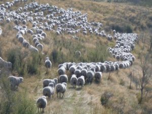 New Zealand countryside with a flock of sheep